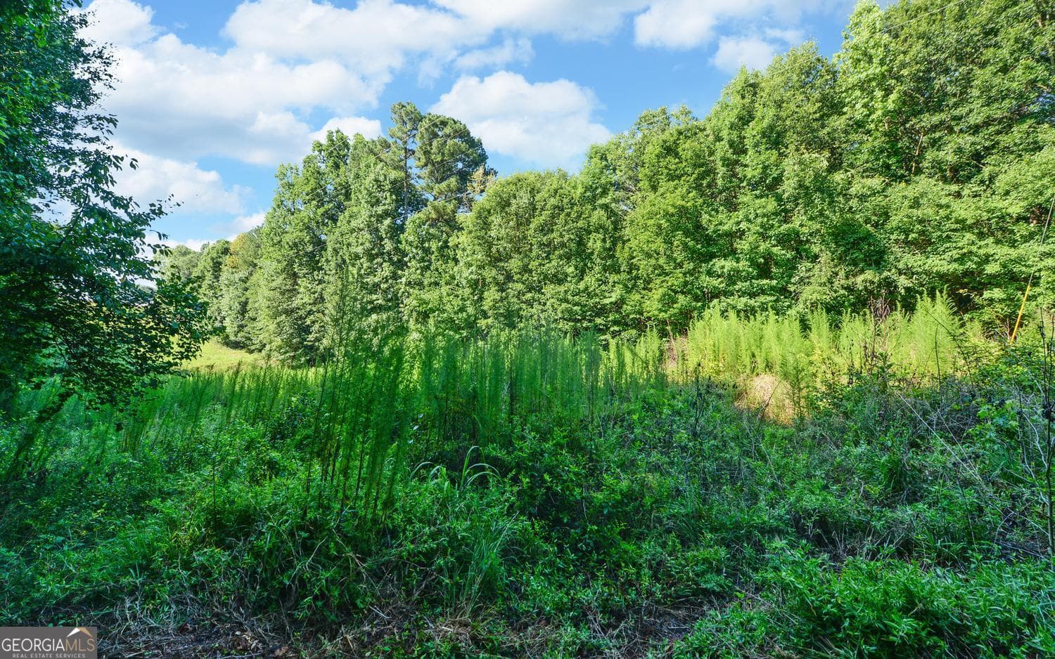 agriculture for sale at 0 Hwy 17, Royston, GA 30662